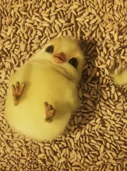 Animal Farm Logo null