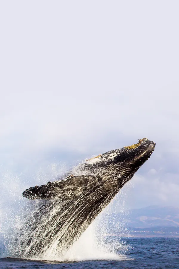 The Riot and the Dance: Water