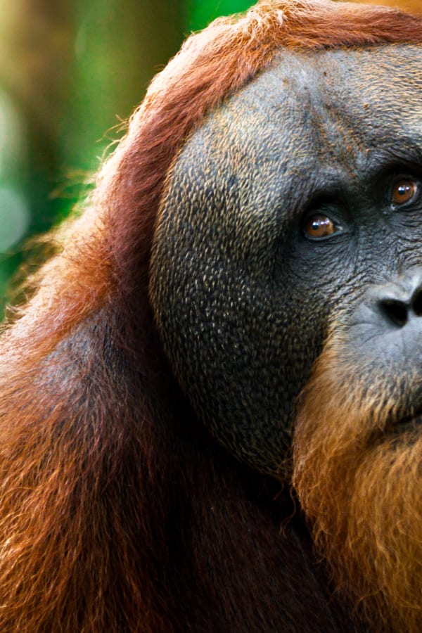 The Riot and the Dance