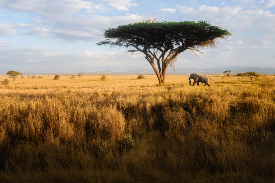 The Riot and the Dance