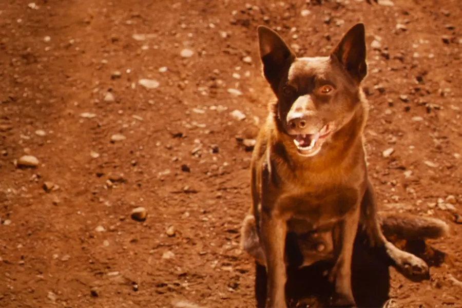 Red Dog