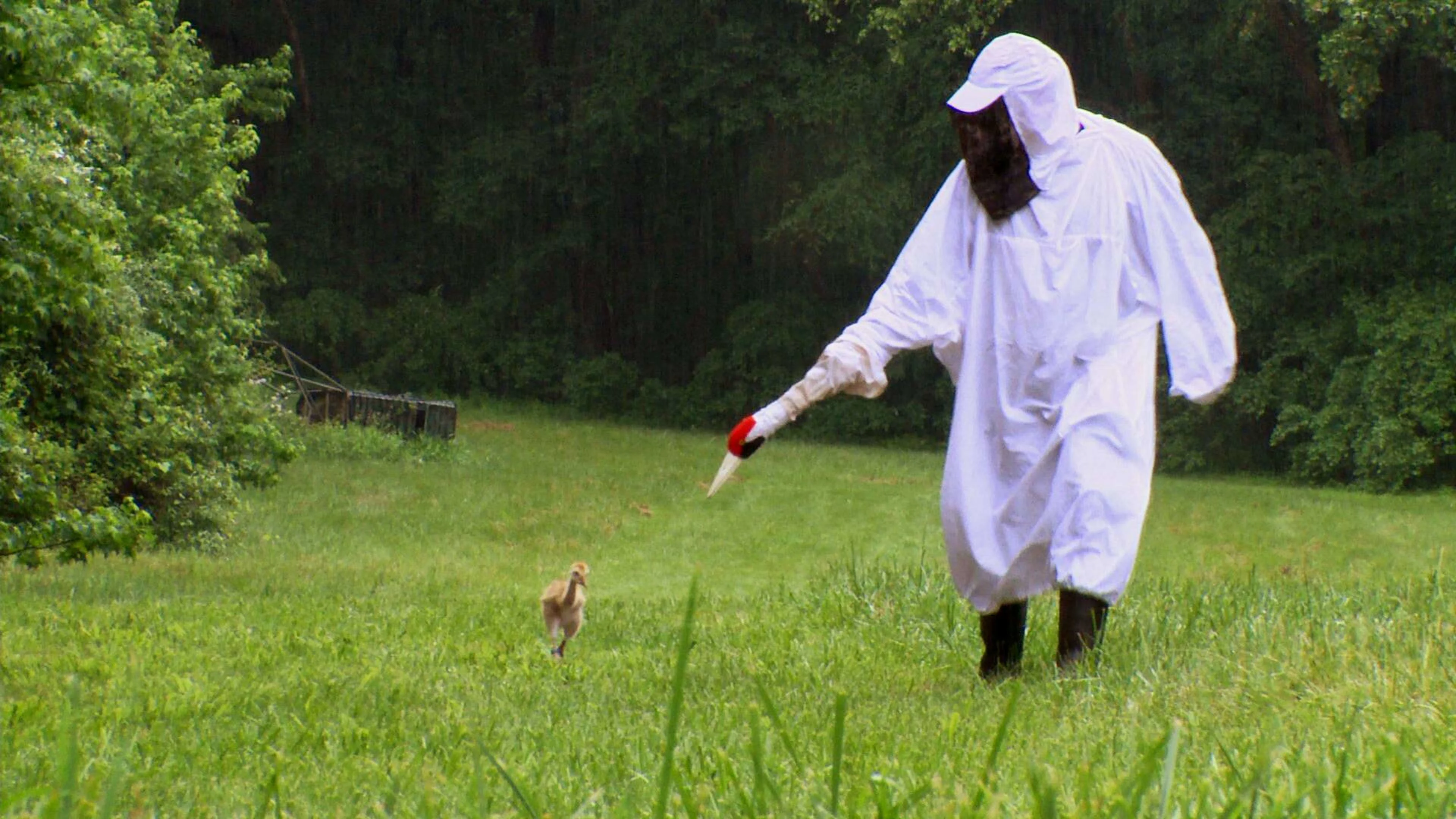 Whooping Crane