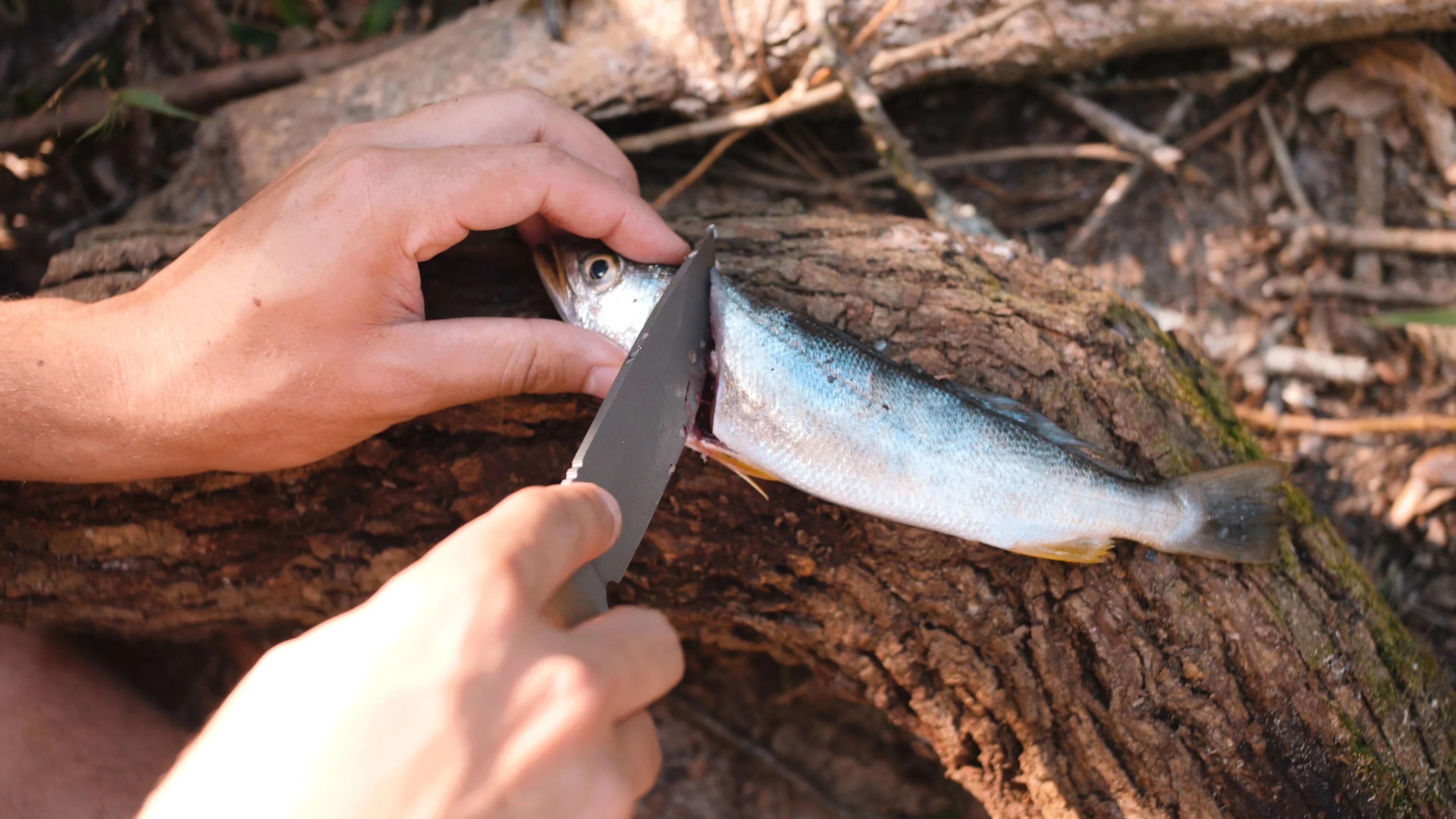 Filleting Fish