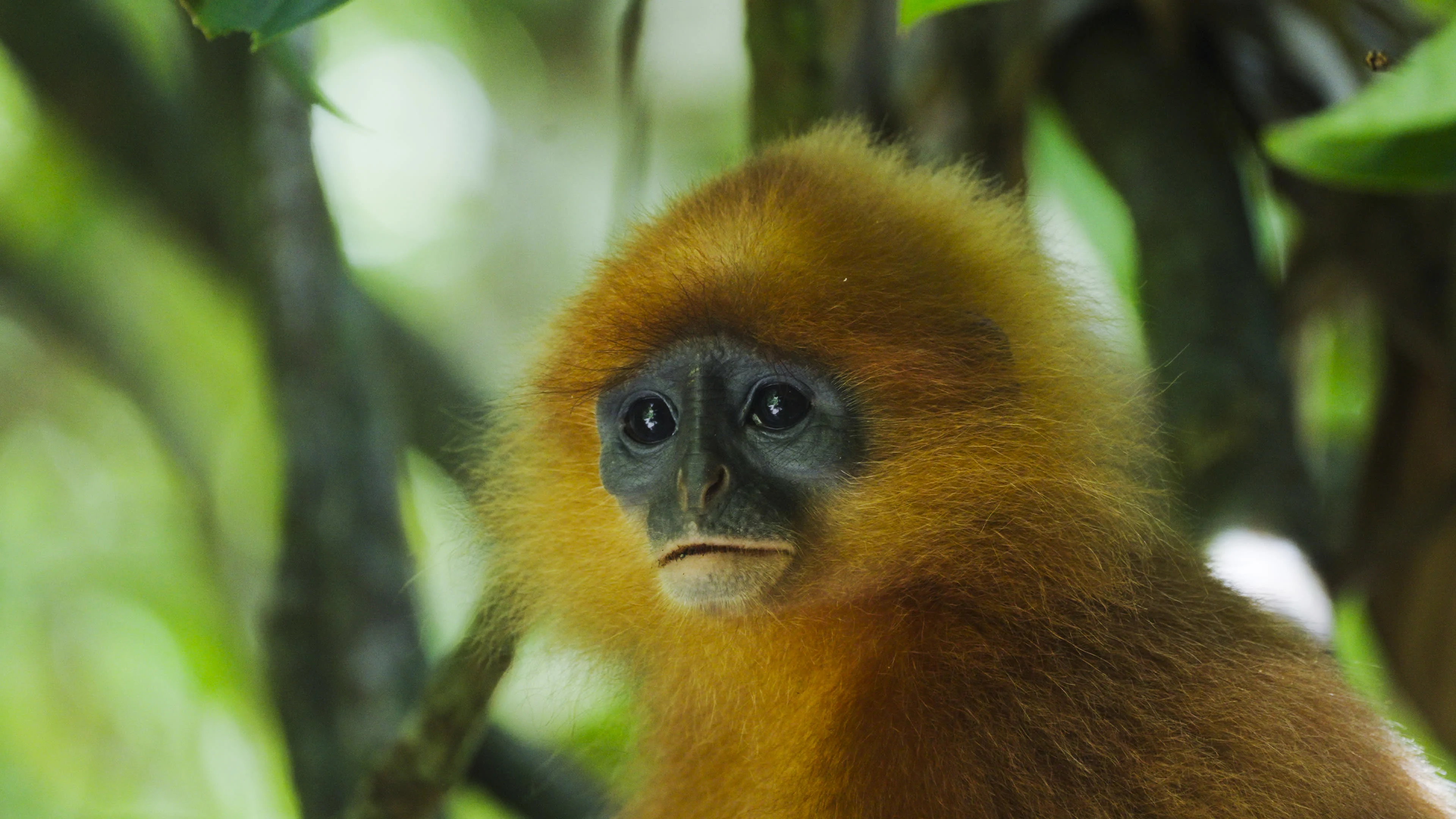 Welcome to Borneo