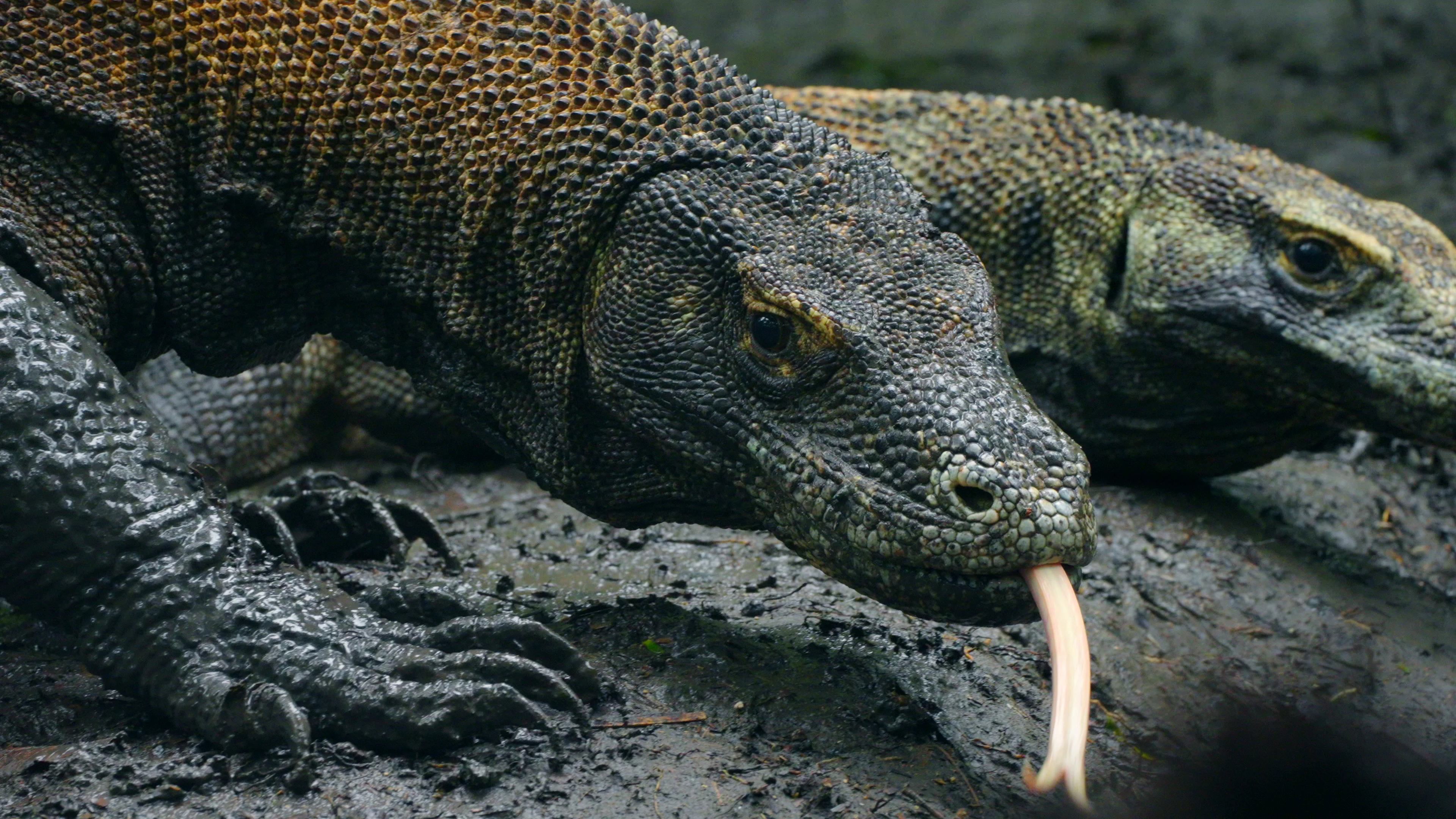 Komodo is Calling