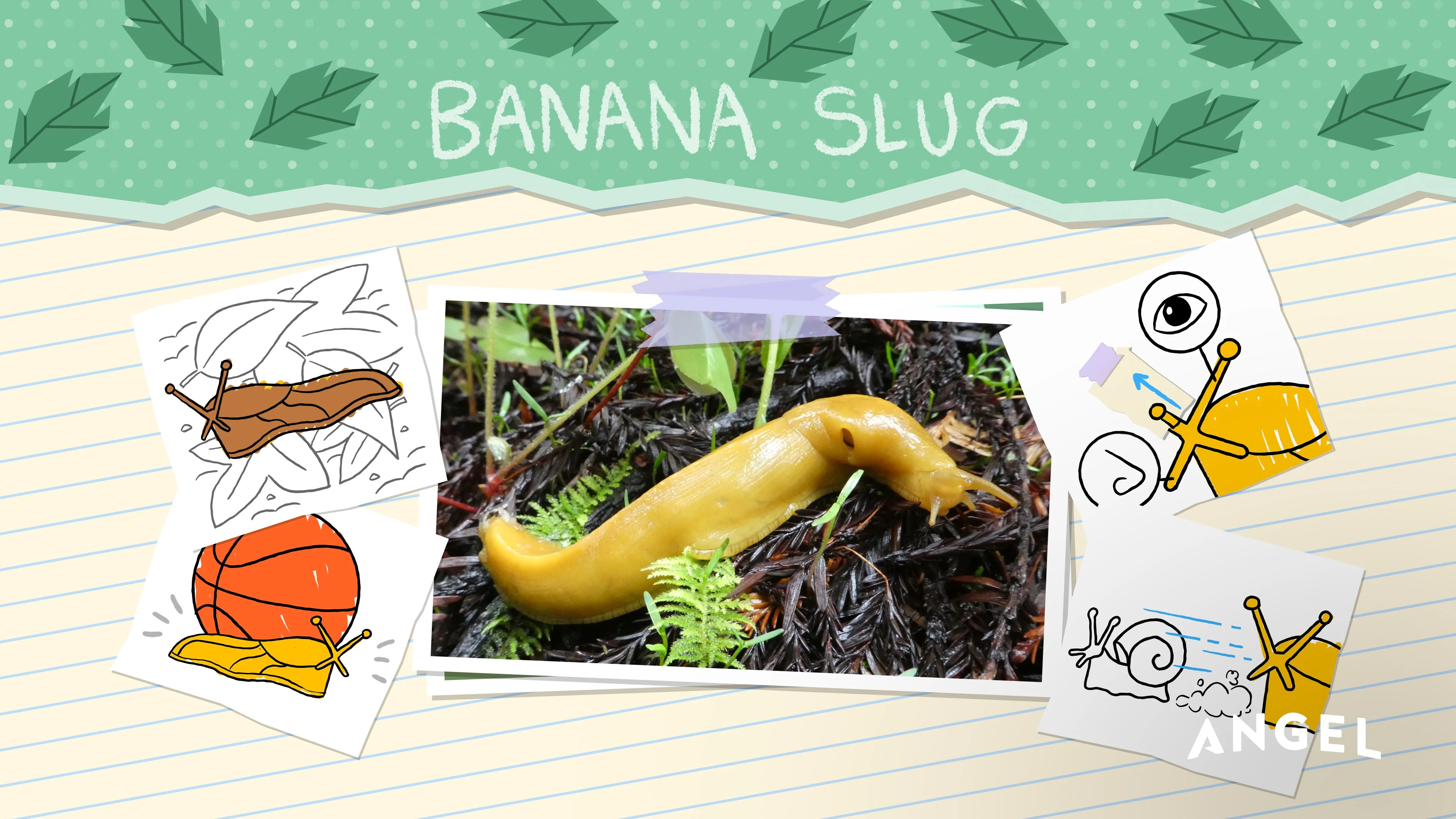 Animal Special Features: Banana Slug