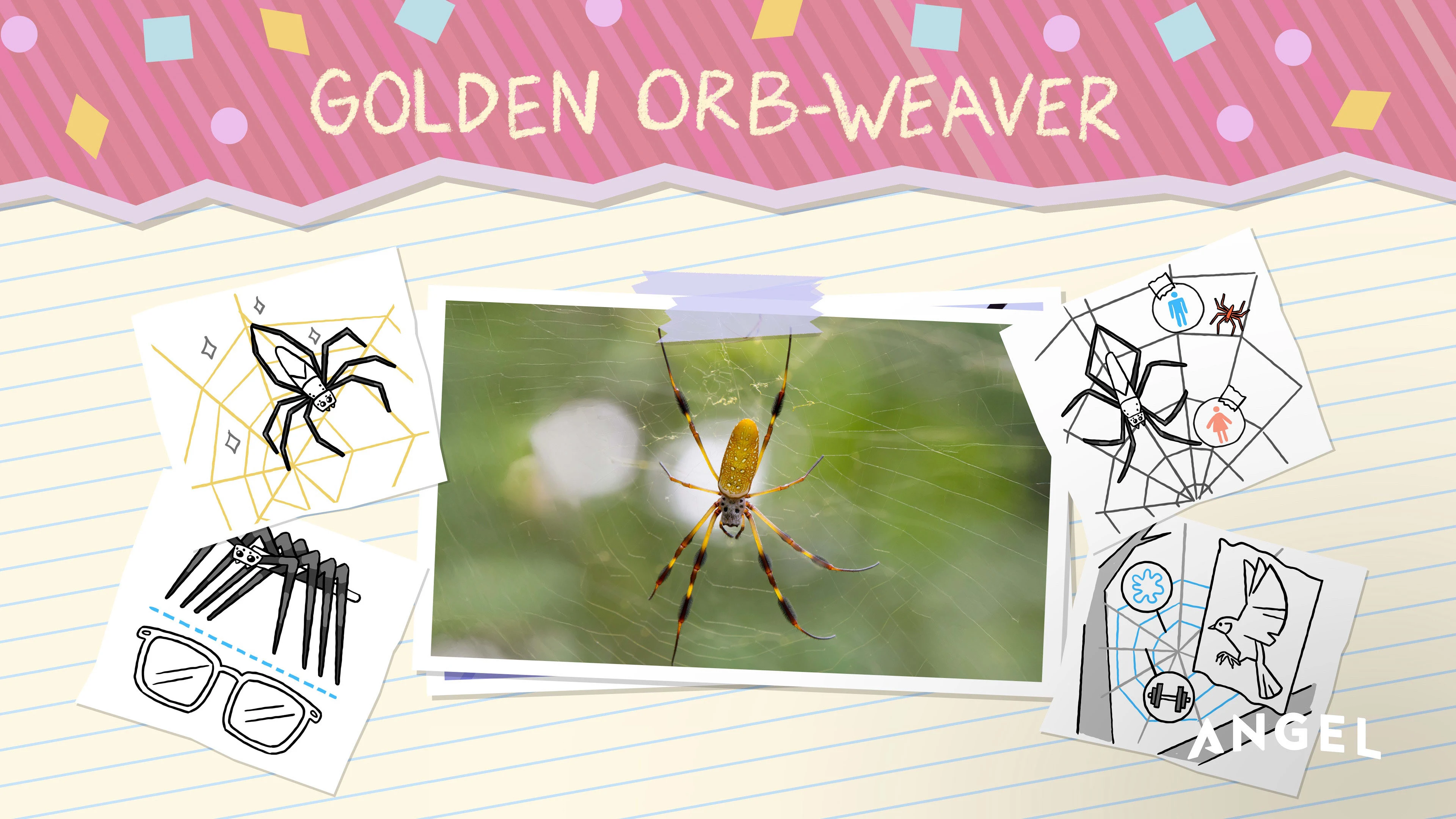 Animal Special Features: Golden Orb Weaver