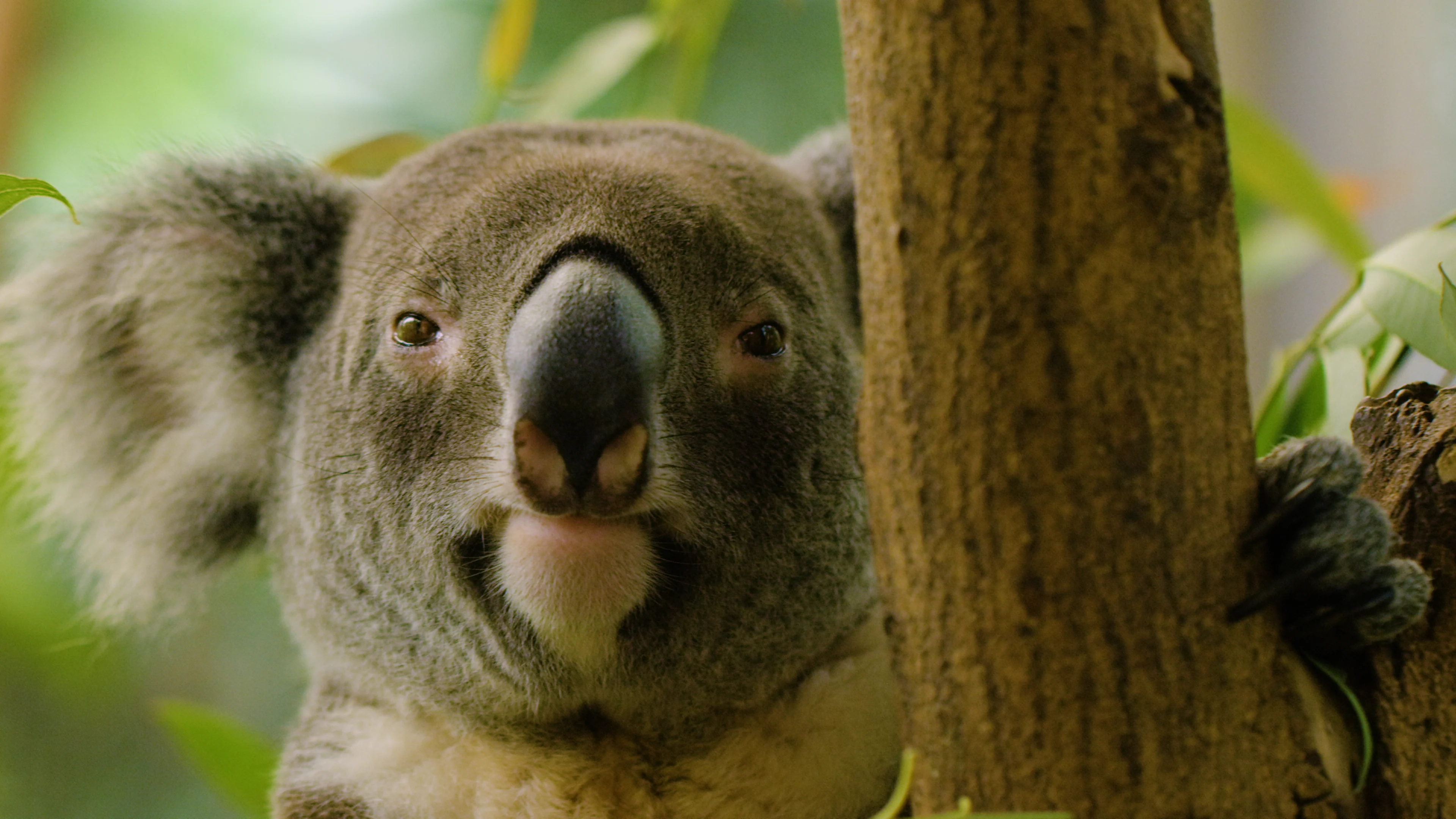 Land of Oz - Australia Part One