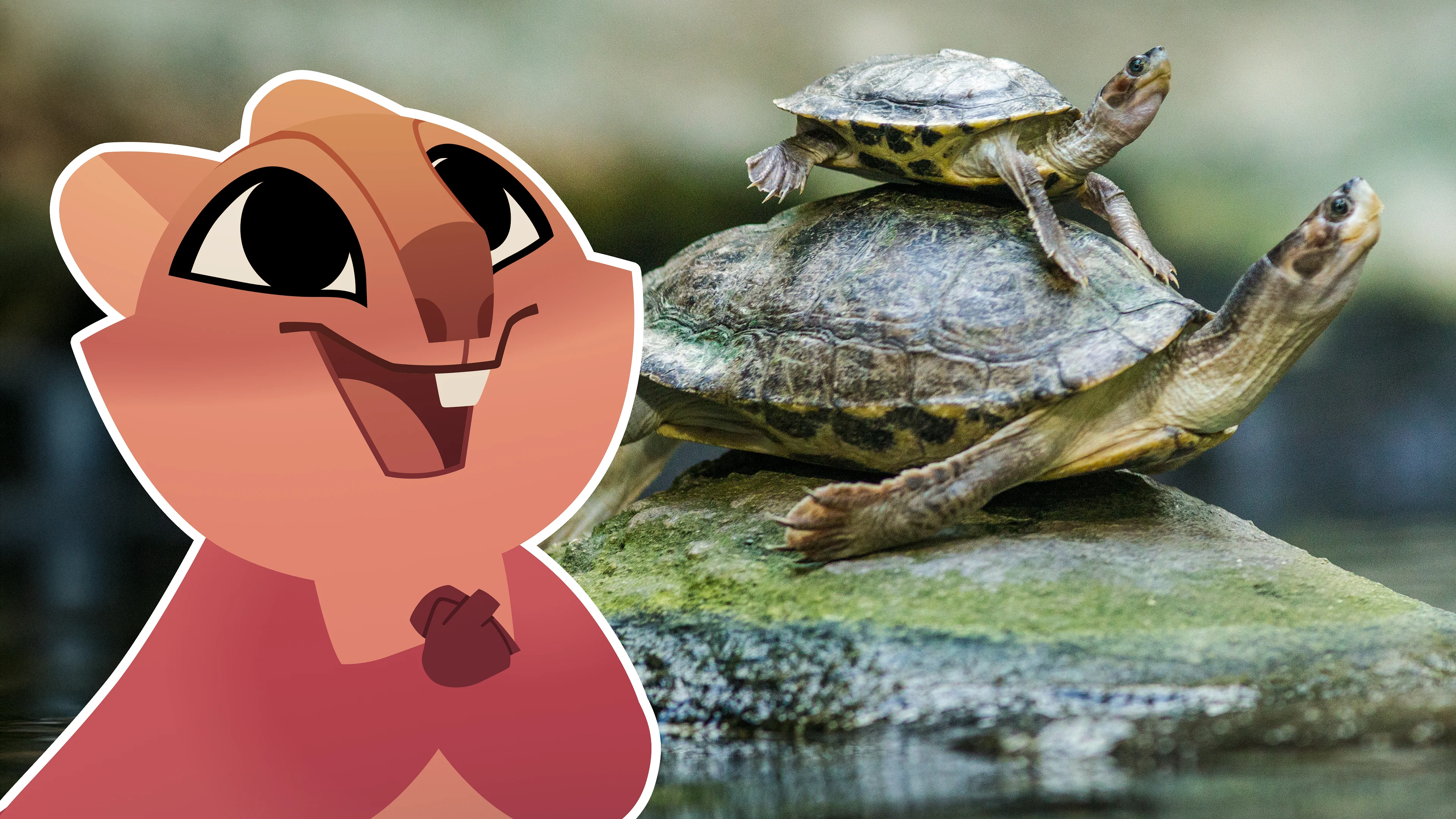 Turtles