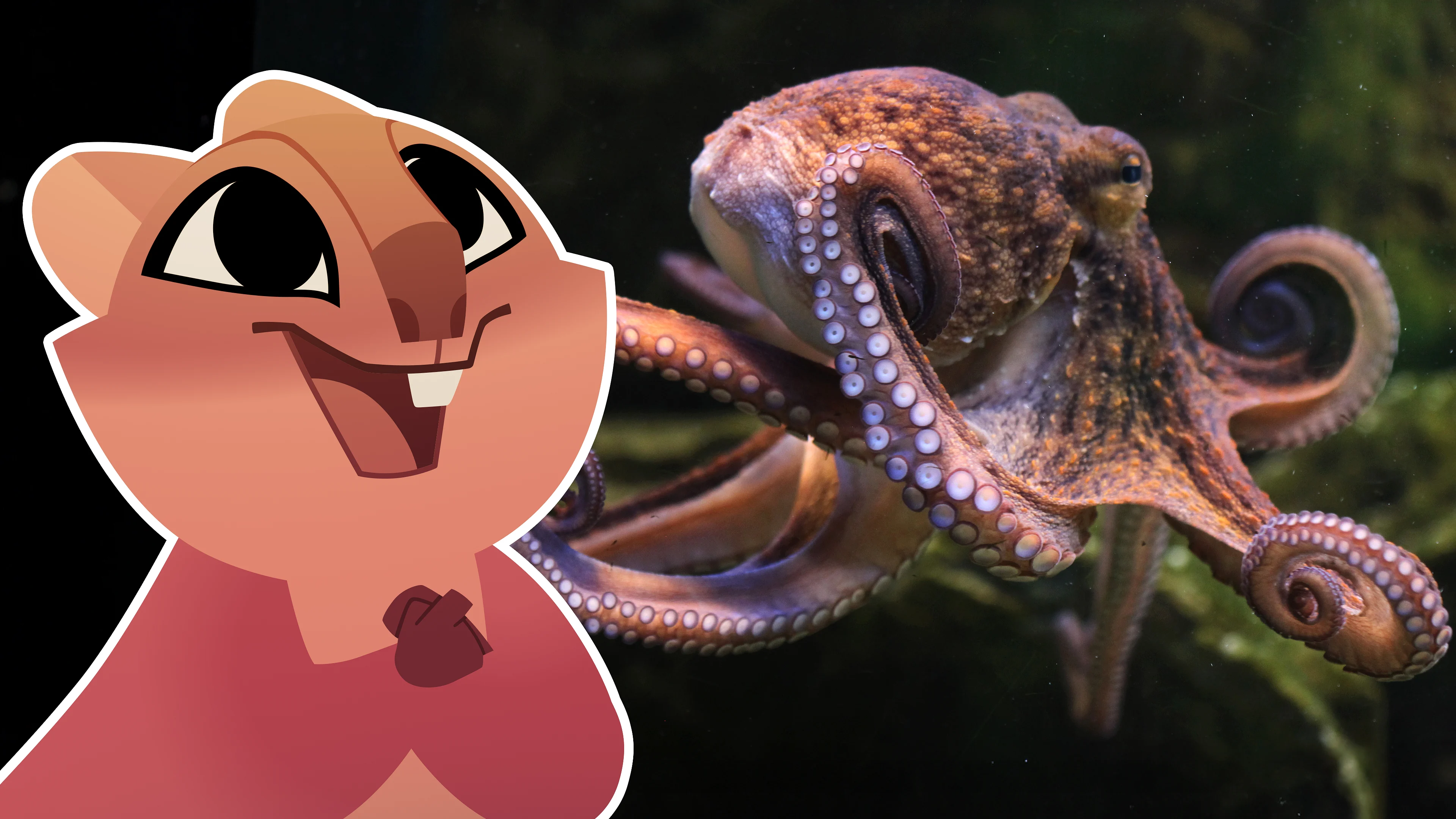Octopuses and Squid