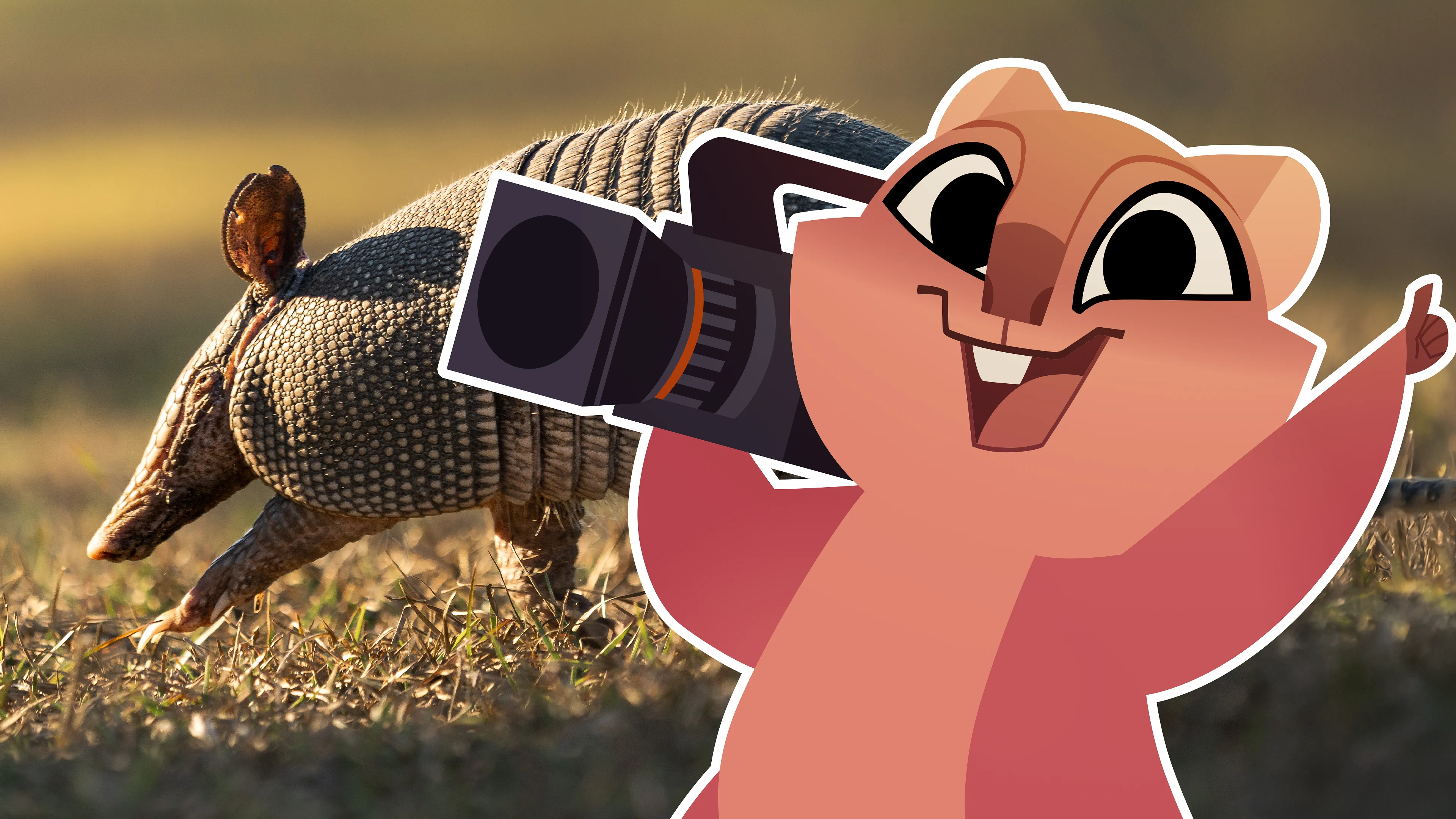 Armadillos