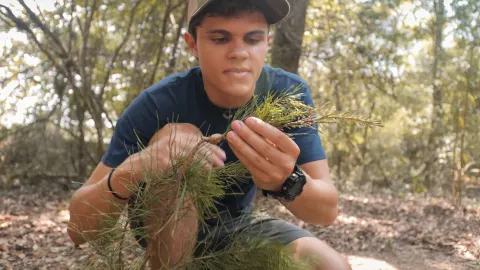Chá de agulhas de pinheiro
