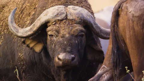 Unfriendly Locals - Africa Part Two