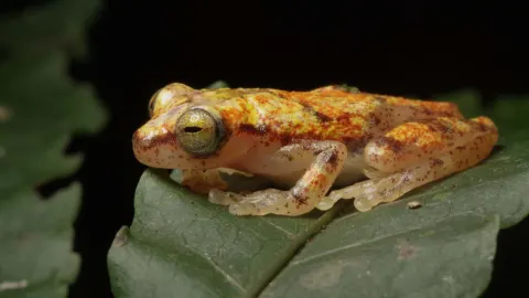 Into the Jungle - Amazon Part Two