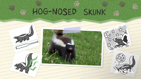 Animal Special Features: Hog-nosed Skunk