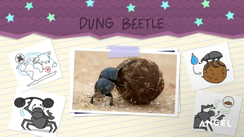 Animal Special Features: Dung Beetle