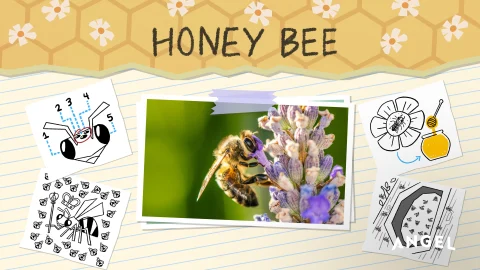 Animal Special Features: Honey Bee