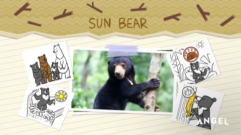 Animal Special Features: Sun Bear