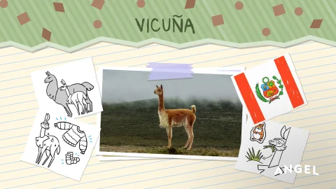 Animal Special Features: Vicuña