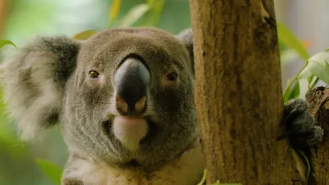 Land of Oz - Australia Part One