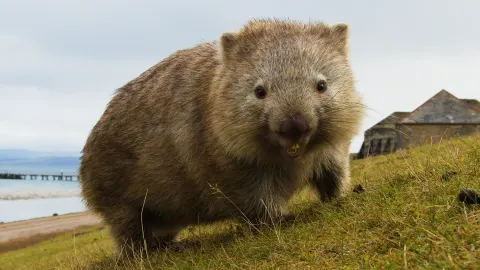 Down Under Down Under