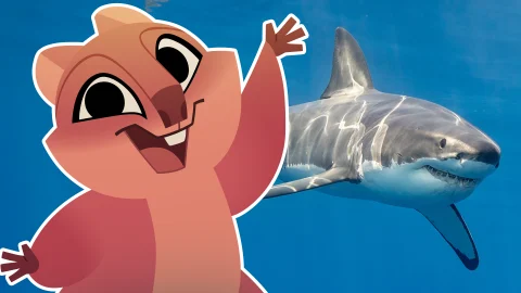 Sharks