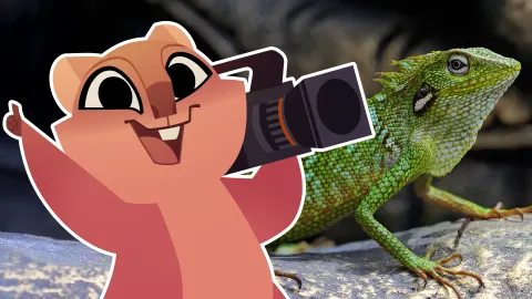 Lizards