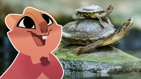 Turtles