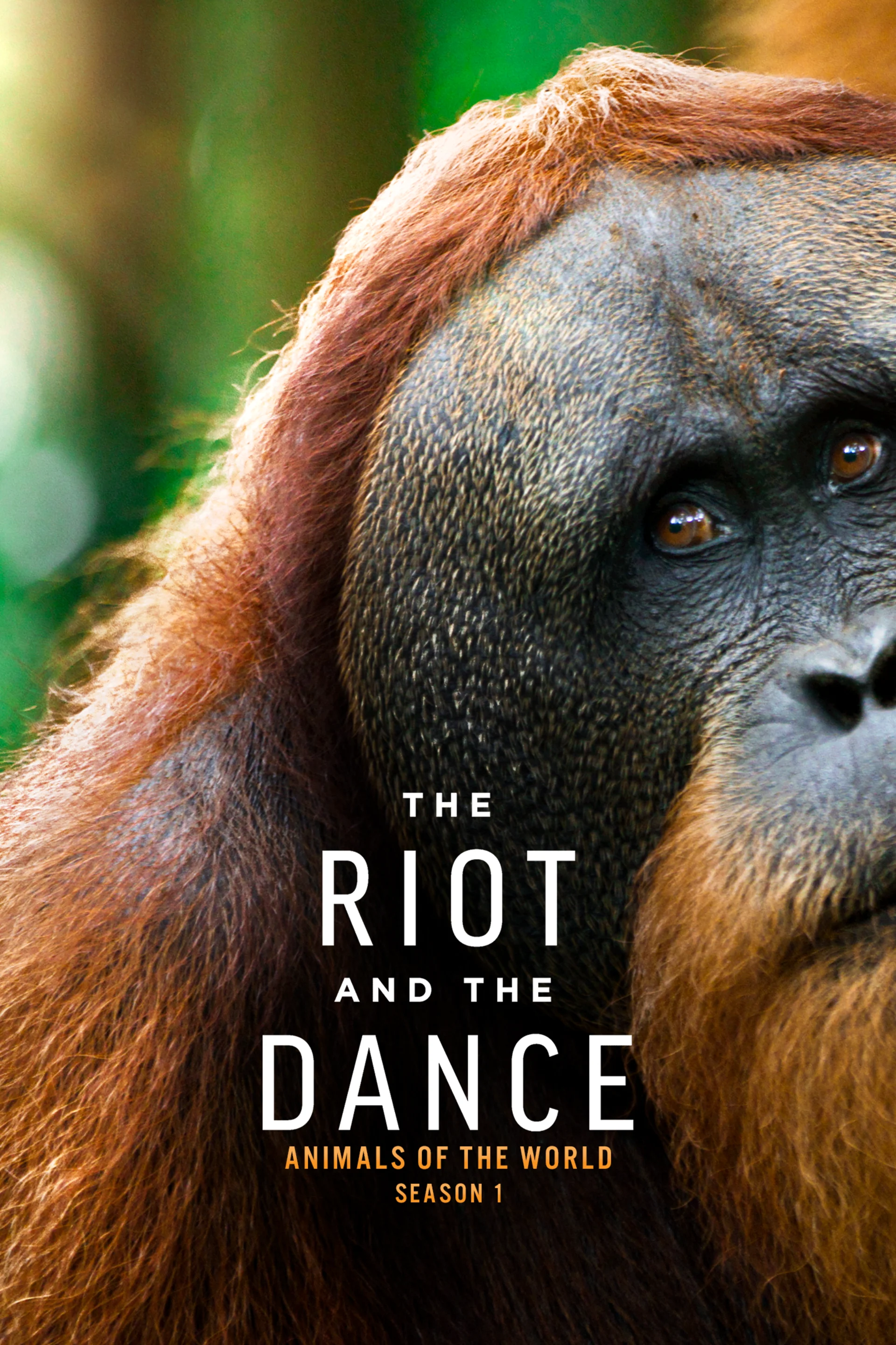 The Riot and the Dance poster