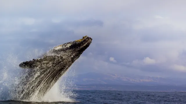 The Riot and the Dance