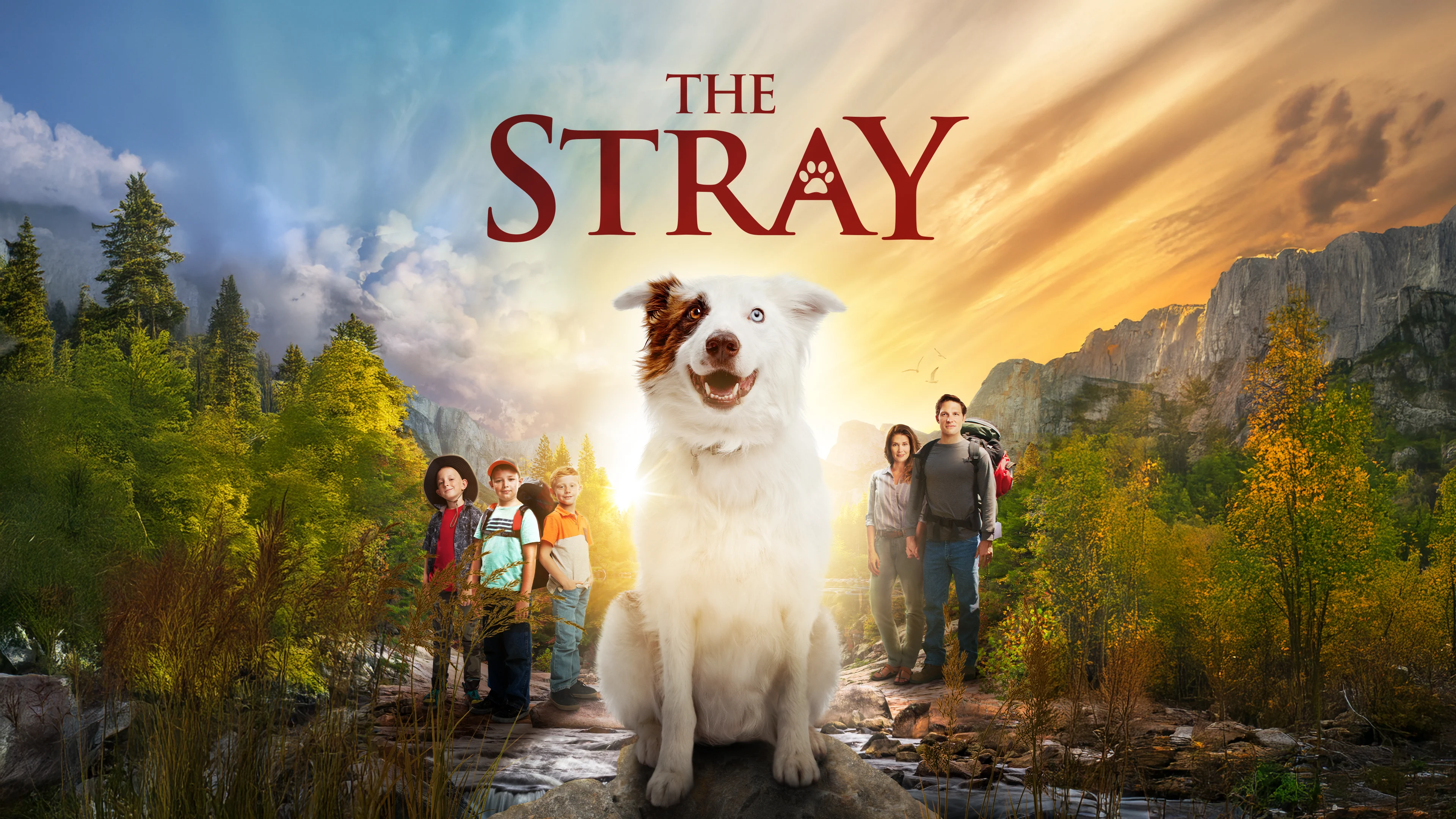 Where to Watch The Stray