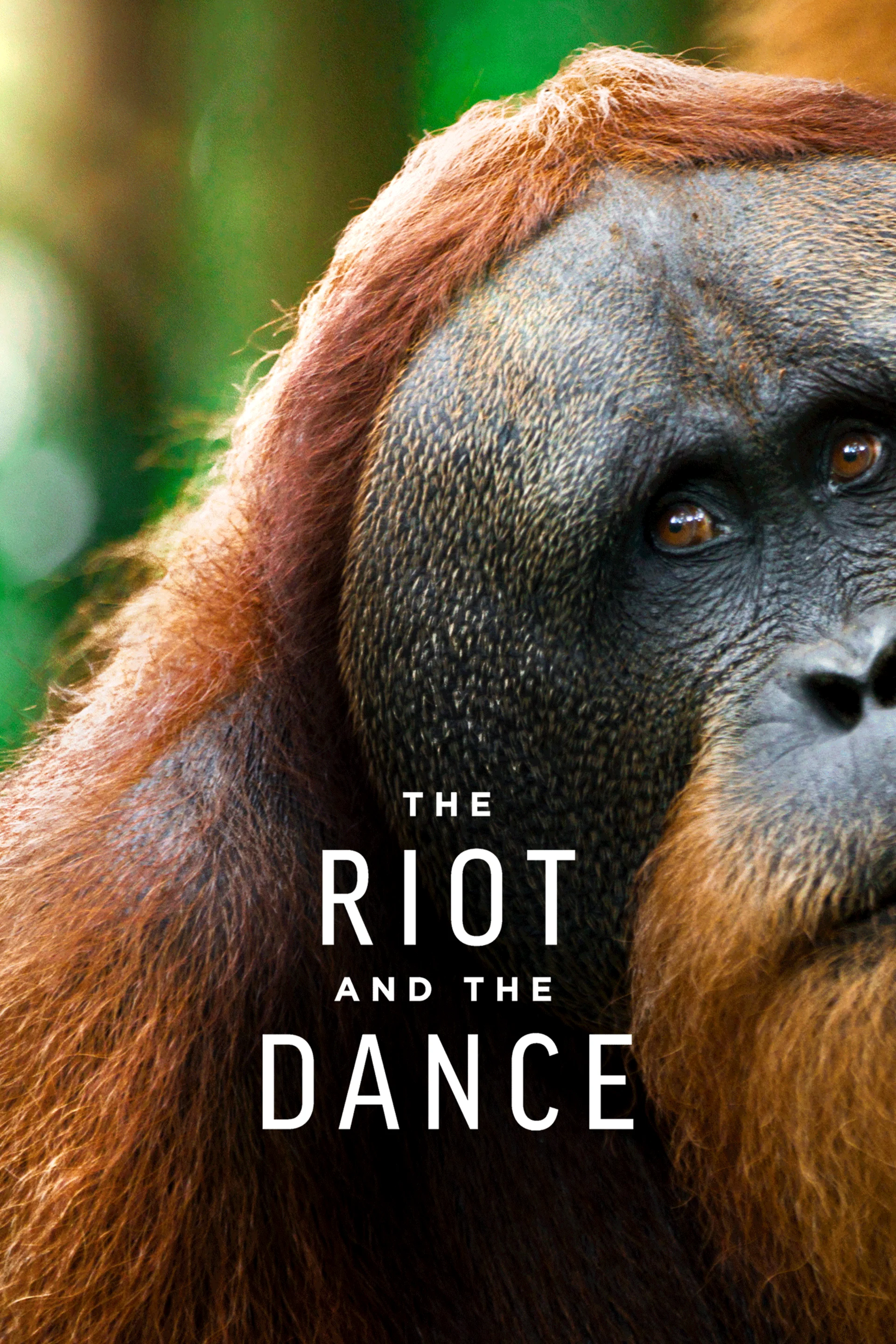 The Riot and the Dance