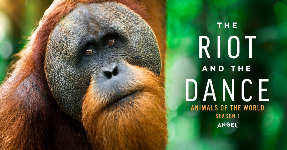 The Riot and the Dance | Official Website | Angel