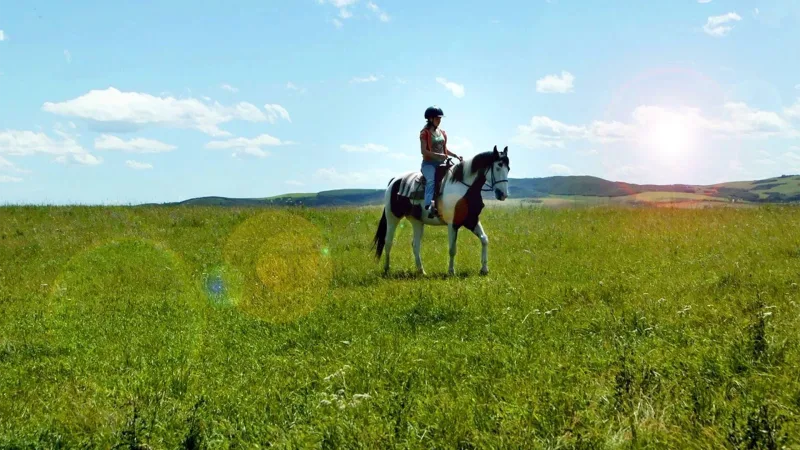 Where to Watch Moondance Alexander